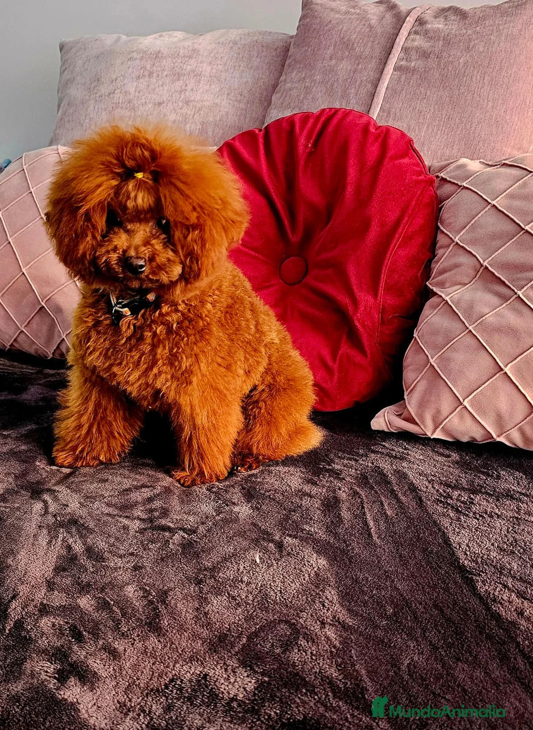 Maltipoo perros en venta: Maltipoo mini - Anuncio 2