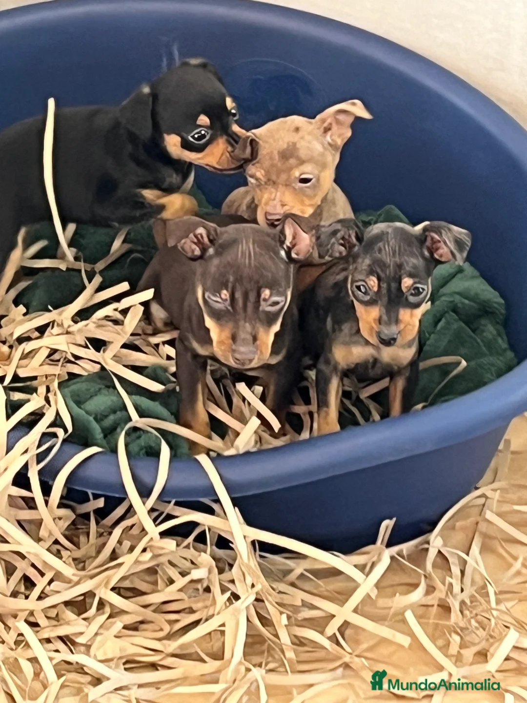 Pinscher Miniatura perros en venta: Caraby Harlequin Pinscher Benidorm  en Alicante - Anuncio 8