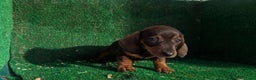 Teckel Miniatura perros en venta: Teckel miniatura - Anuncio 5