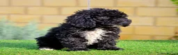 Perro de Agua Español perros en venta: Perro de agua , cachorros  - Anuncio 15