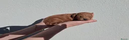 Caniche Toy perros en venta: Cachorros caniche - Anuncio 8
