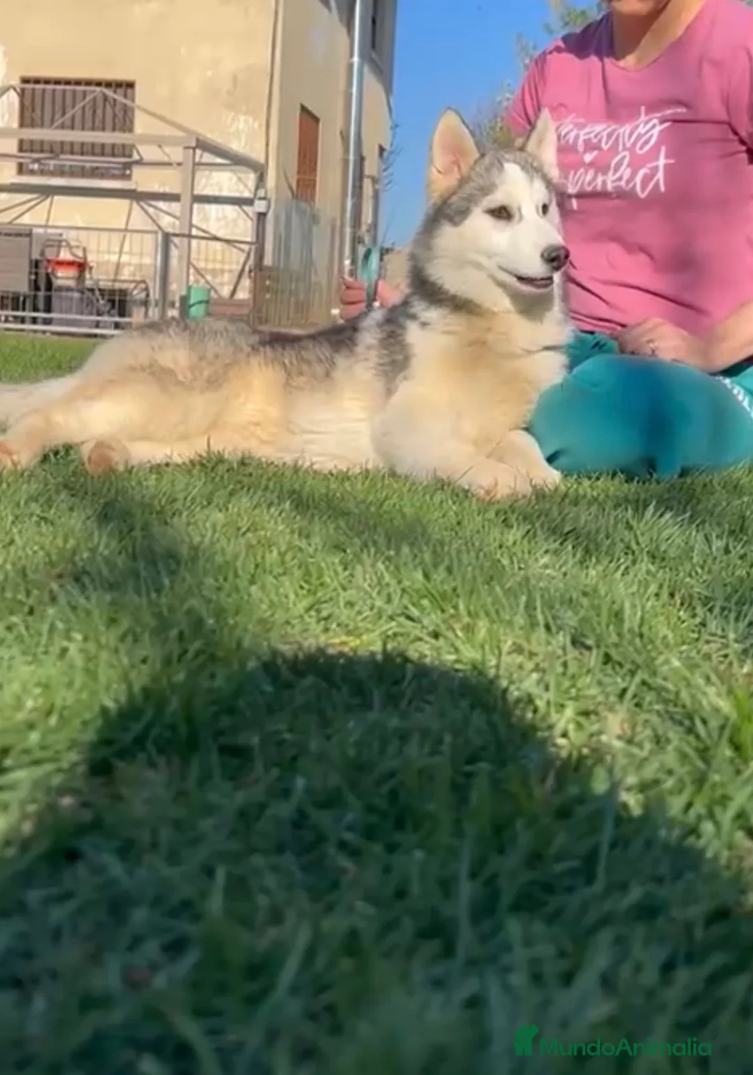 Husky Siberiano perros en venta: Preciosa cachorra husky siberiano - Anuncio 2