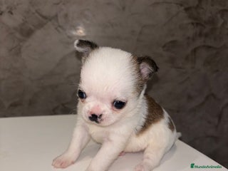 Chihuahua perros chihuahua toy macho - Anuncio 3
