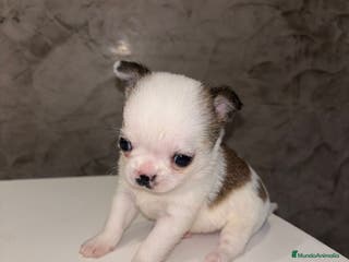 Chihuahua perros chihuahua toy macho - Anuncio 24