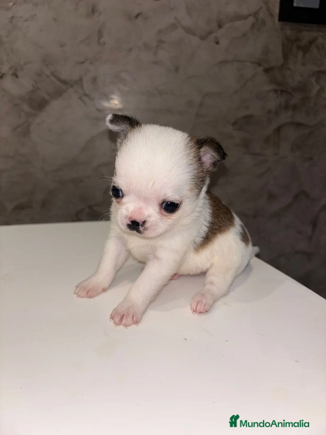 Chihuahua perros en venta: chihuahua toy macho  - Anuncio 1