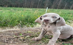 Weimaraner perros en venta: Braco de weimar. Último cachorro  - Imagen 5