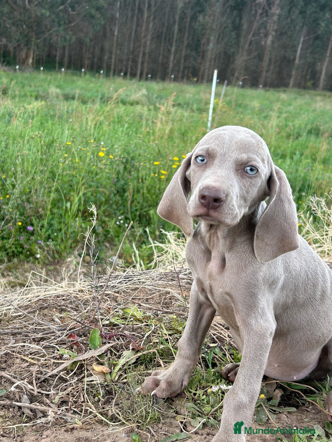 Weimaraner perros en venta: Braco de weimar. Último cachorro  - Imagen 5