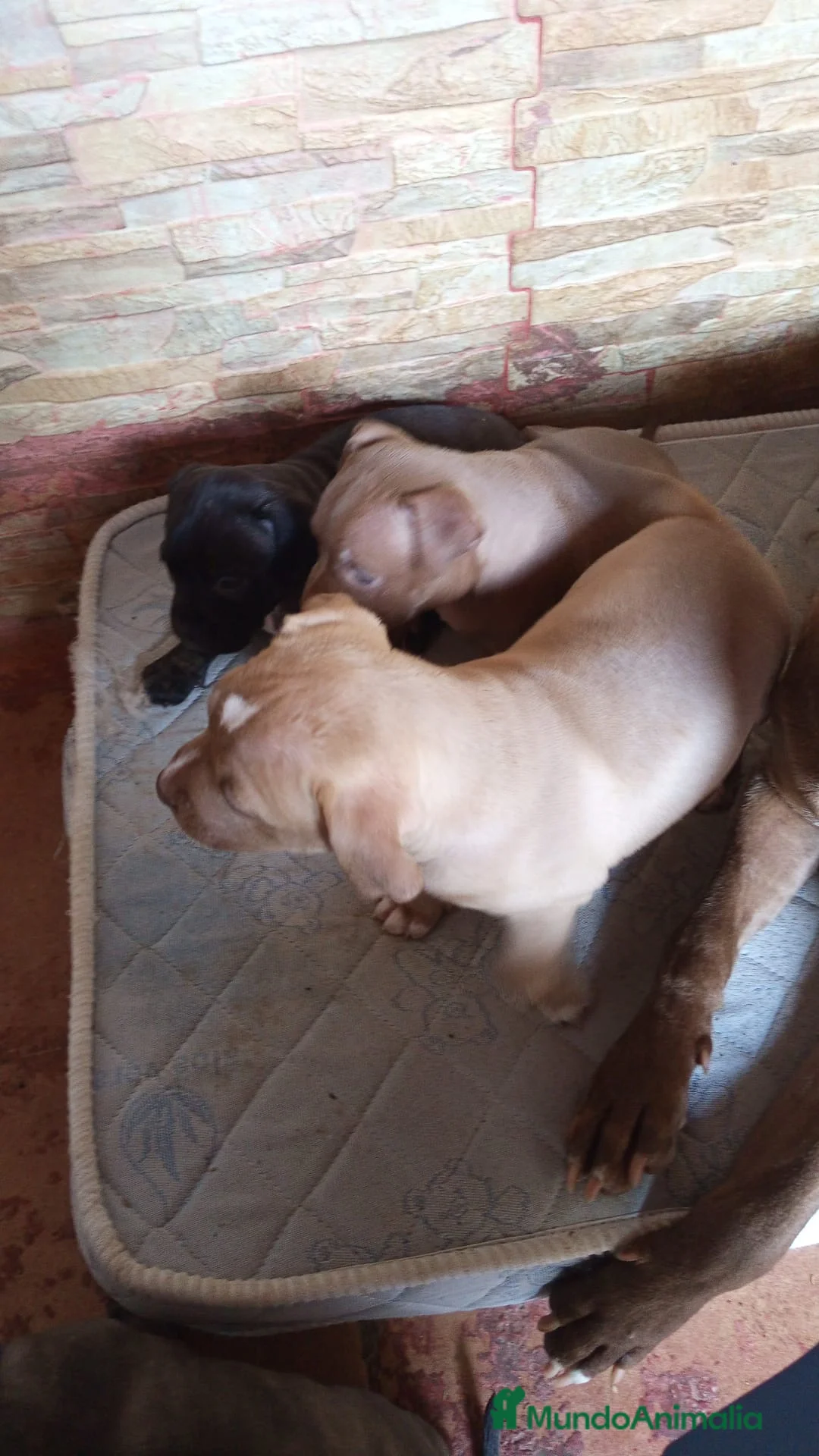 American Pit Bull Terrier perros en venta: Pitbull  - Anuncio 2