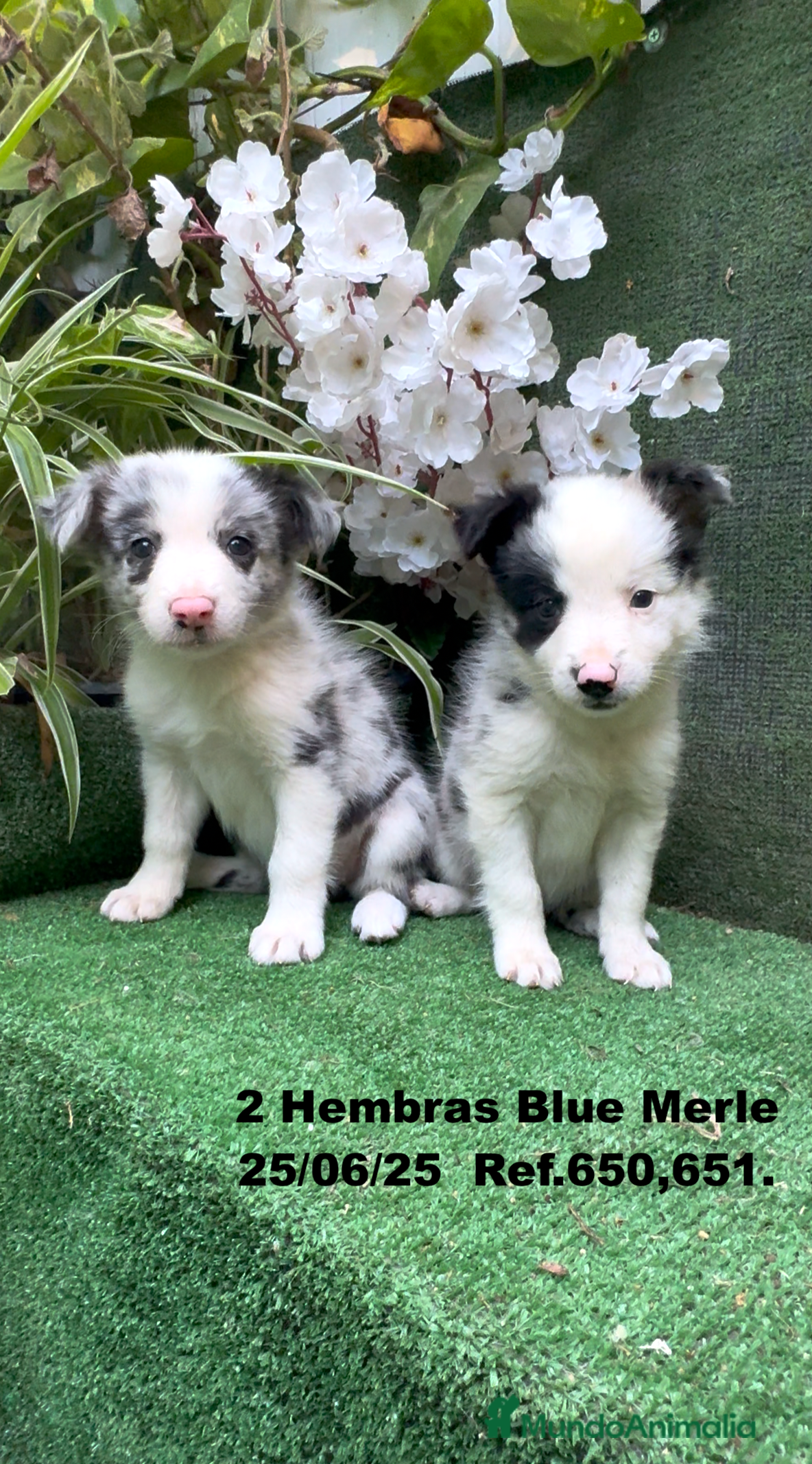 Border Collie perros BORDER COLLIE hembras Blue Merle - Anuncio 6