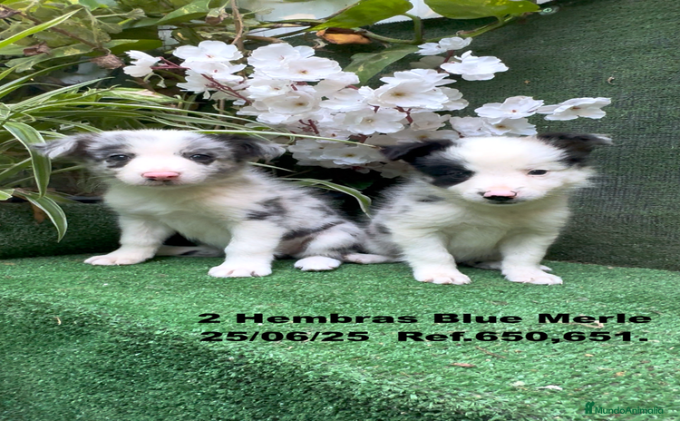 Border Collie perros - Propaganda 10