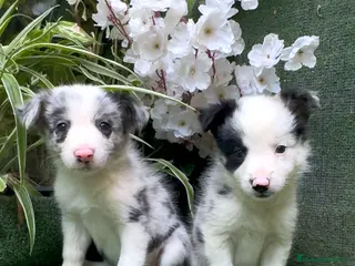 Border Collie perros BORDER COLLIE hembras Blue Merle - Anuncio 40