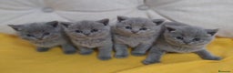 Británico de Pelo Corto gatos en venta: British Shorthair Preciosas - Anuncio 5