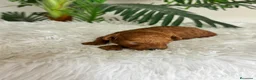 Caniche Toy perros en venta: CANICHE HEMBRA ROJA - Anuncio 4