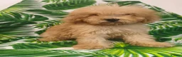 Caniche Toy perros en venta: OPORTUNIDAD  en Murcia - Anuncio 2