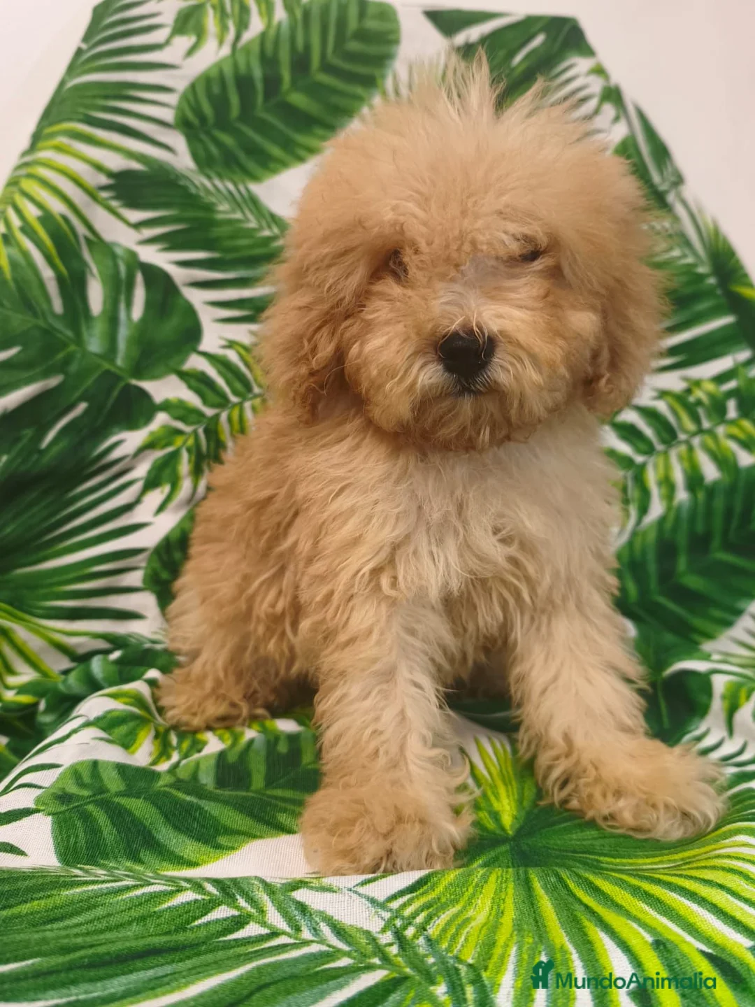 Caniche Toy perros en venta: OPORTUNIDAD  en Murcia - Anuncio 2