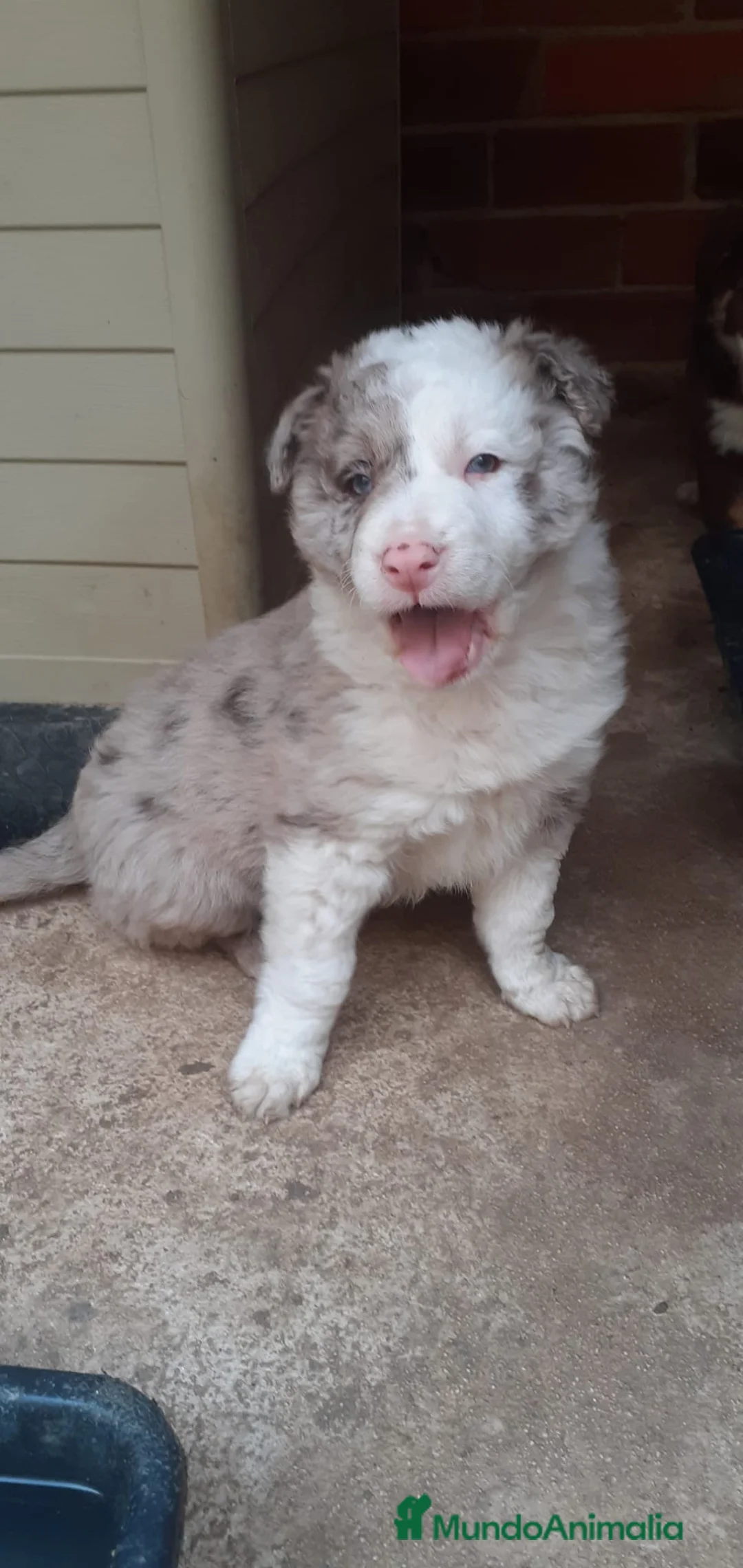 Border Collie perros en venta: Boder collie Getafe  - Anuncio 1