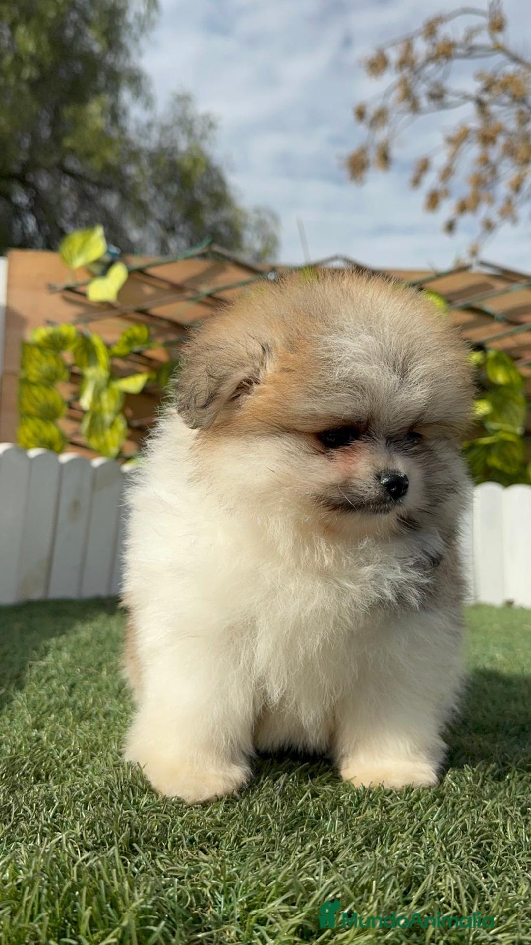 Pomerania perros en venta: POMERANIA HEMBRA DISPONIBLE - Anuncio 24