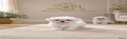 Bichón Maltés perros en venta: Bichon maltés coreanos 604370339 Benidorm  - Anuncio 2