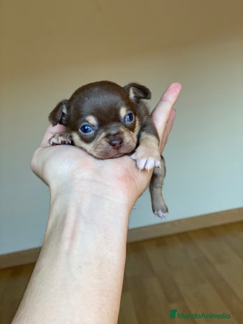 Chihuahua perros en Ciudad Real - Anuncio 2