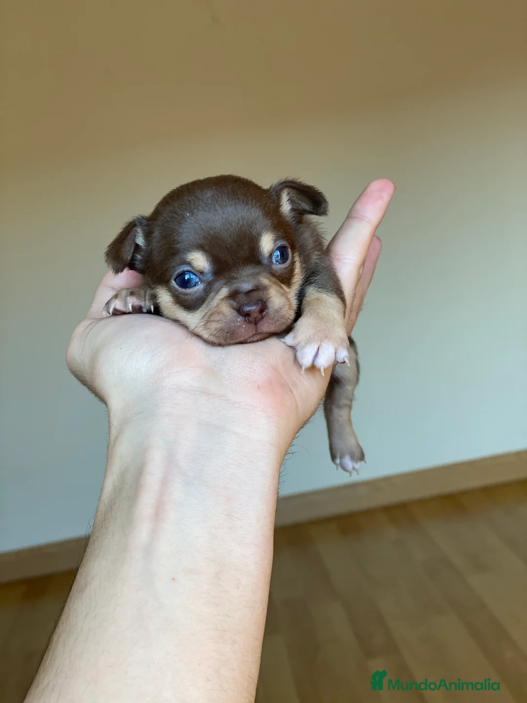 Chihuahua perros en venta: Chihuahuas miniatura!!  en Ciudad Real - Anuncio 1