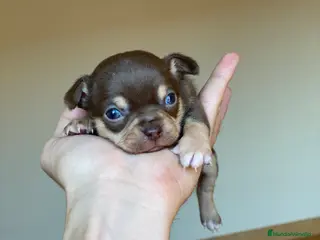 Chihuahua perros Chihuahuas miniatura!! en Ciudad Real - Anuncio 31