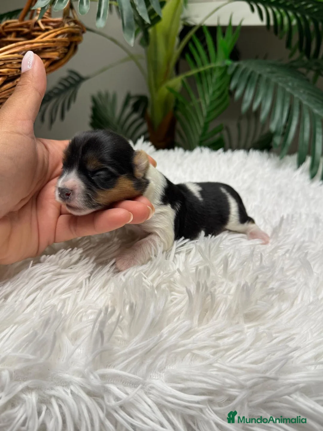 Yorkshire Terrier perros en venta: YORKSHIRE BIEWER MACHO 💙 - Anuncio 1
