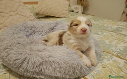 Pastor Australiano perros en venta: Espectacular camada de pastor Australiano. - Imagen 7