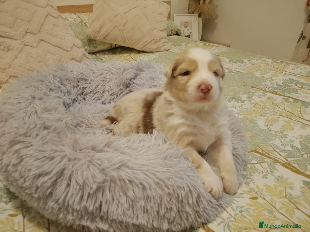 Pastor Australiano perros en venta: Espectacular camada de pastor Australiano. - Imagen 7