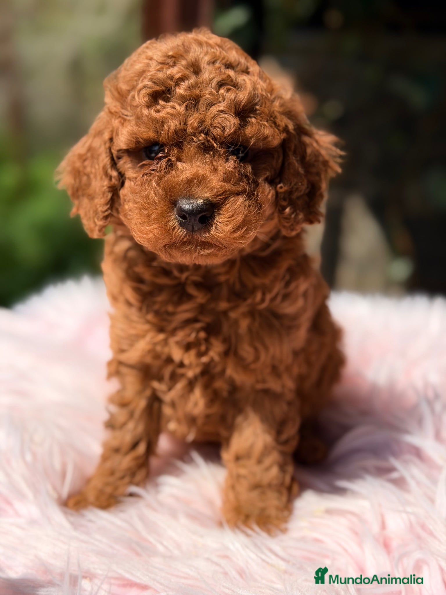 Caniche Toy perros Caniche Toy roja  - Anuncio 1