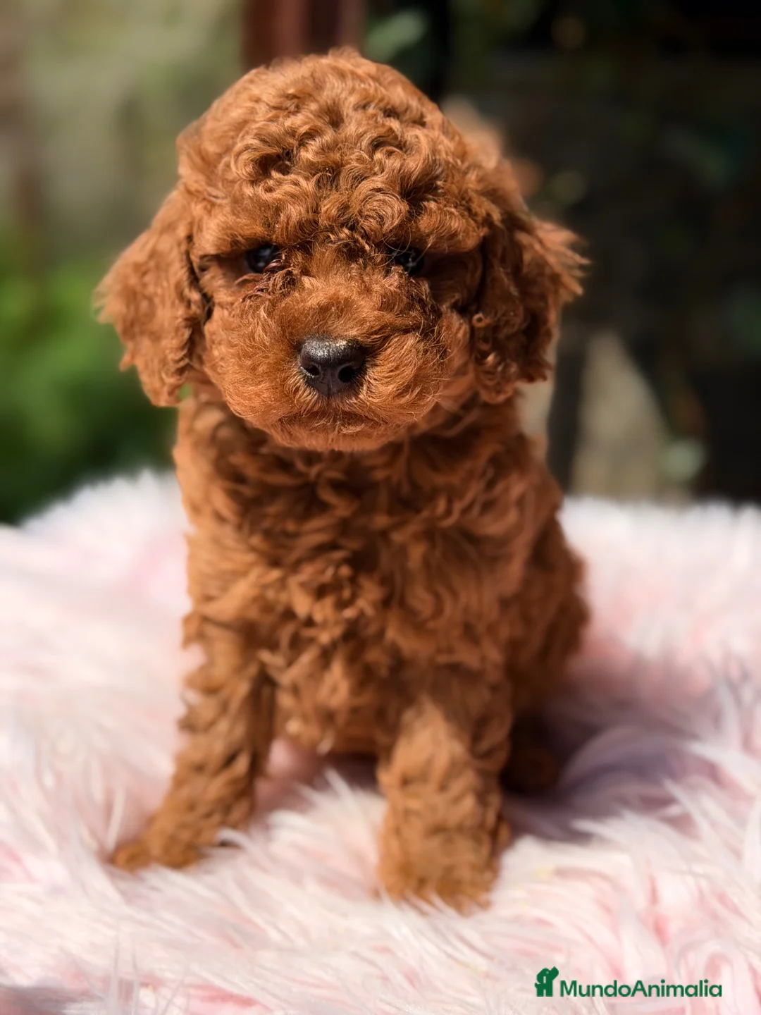 Caniche Toy perros en venta: Caniche Toy roja  - Anuncio 1