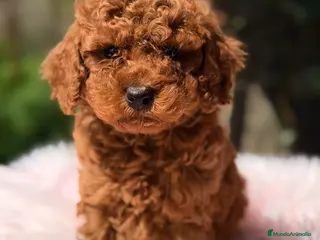 Caniche Toy perros Caniche Toy roja - Anuncio 1