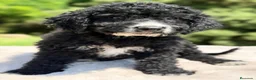 Perro de Agua Español perros en venta: Pdae negro y blanco  - Anuncio 2