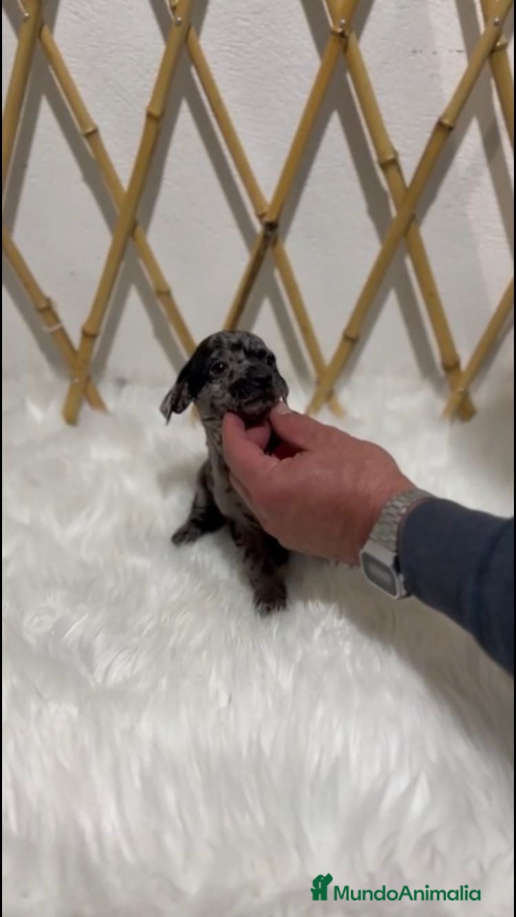 Pinscher Miniatura perros MINI PINSCHER MERLE - Anuncio 2