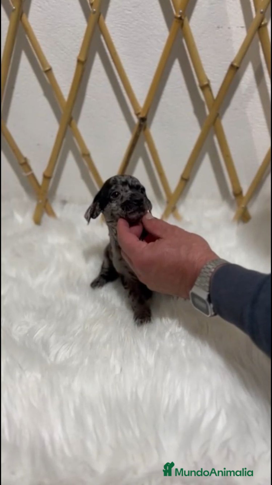 Pinscher Miniatura perros en venta: MINI PINSCHER MERLE - Anuncio 2