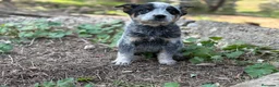 Boyero de Australia perros en venta: 🐾🐾🐾  Australian Cattle Dog 🐾🐾🐾 - Anuncio 2