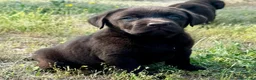 Labrador Retriever perros en venta: labrador chocolate  - Anuncio 4