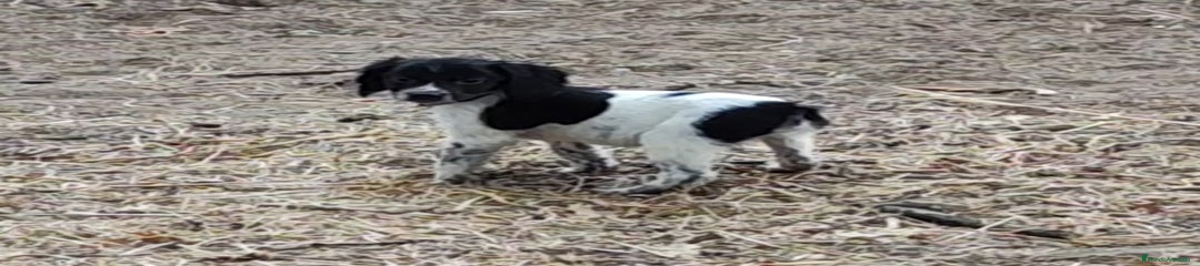 Épagneul Breton Cachorro 2