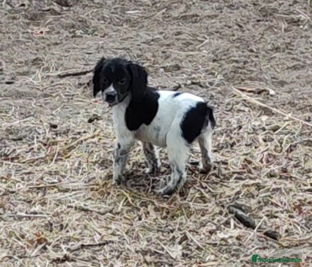 Épagneul Breton perros en venta: CACHORROS DE EPAGNEUL BRETON.  - Imagen 5