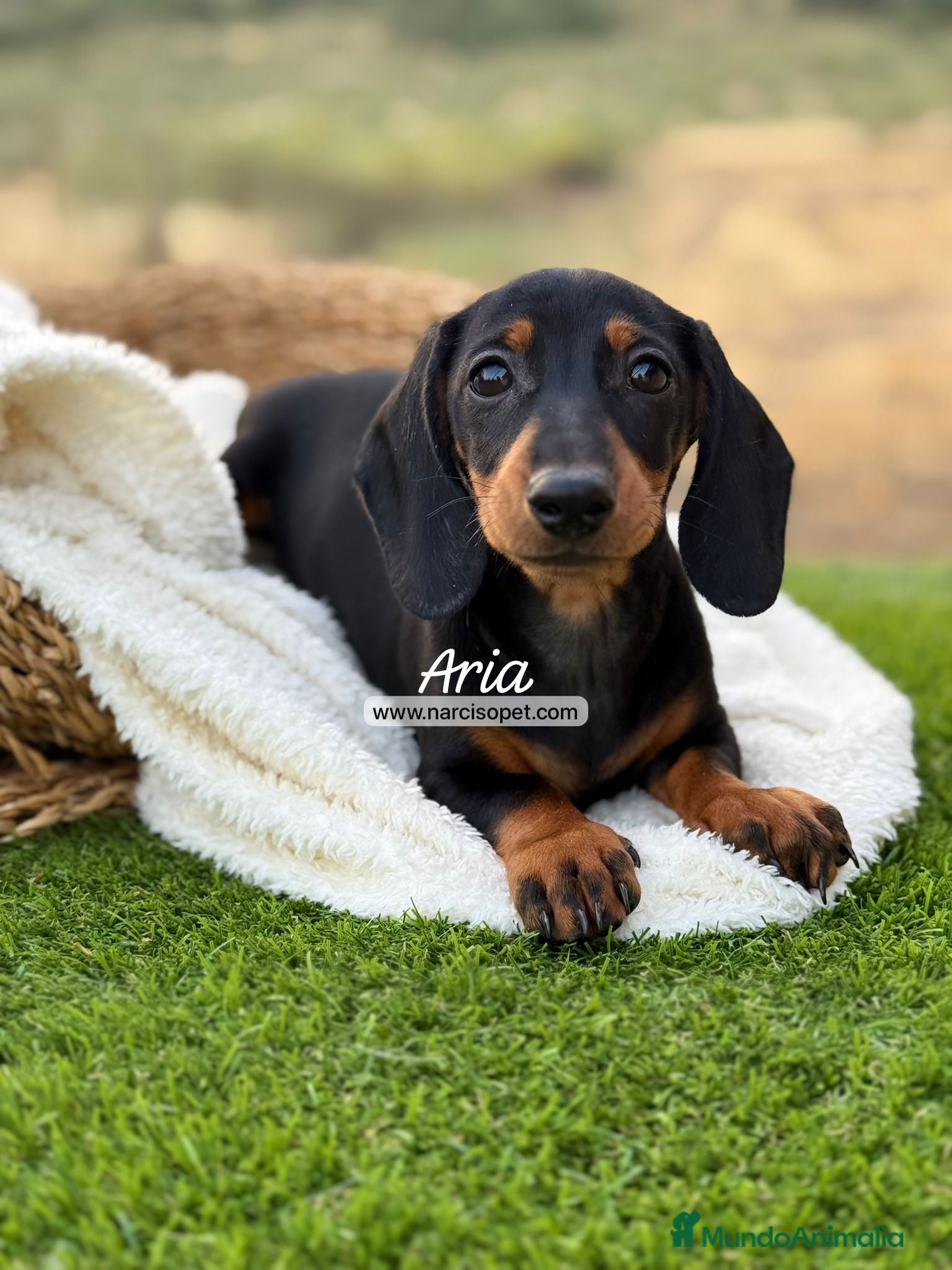 Teckel Miniatura perros TECKEL HEMBRA MINIATURA - Anuncio 1