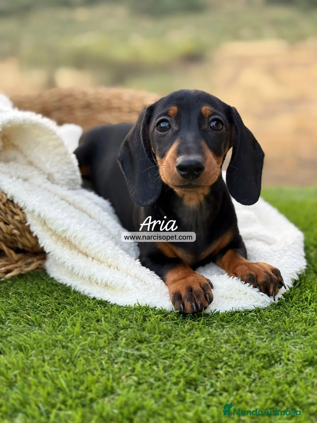 Teckel Miniatura perros en venta: TECKEL HEMBRA MINIATURA - Anuncio 1