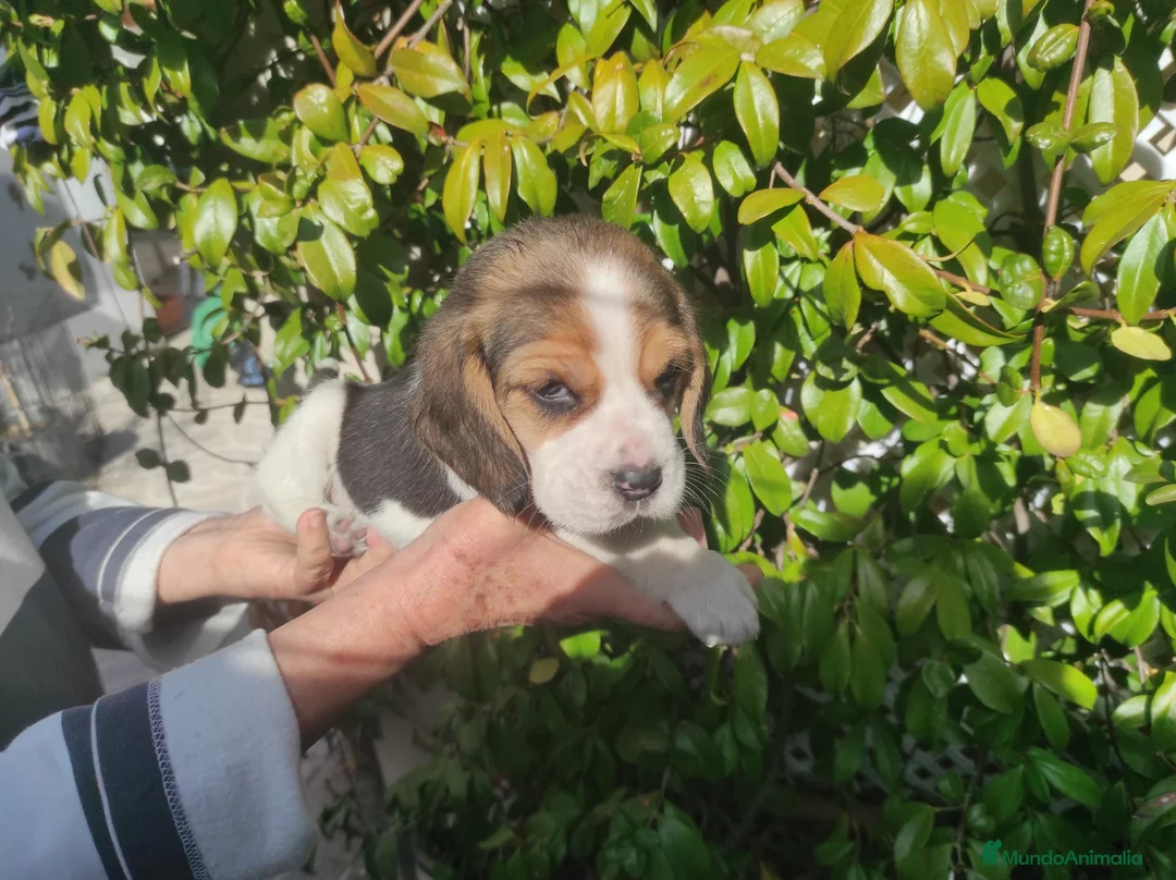 Beagle perros en venta: Preciosos cachorritos de Beagle  - Anuncio 3