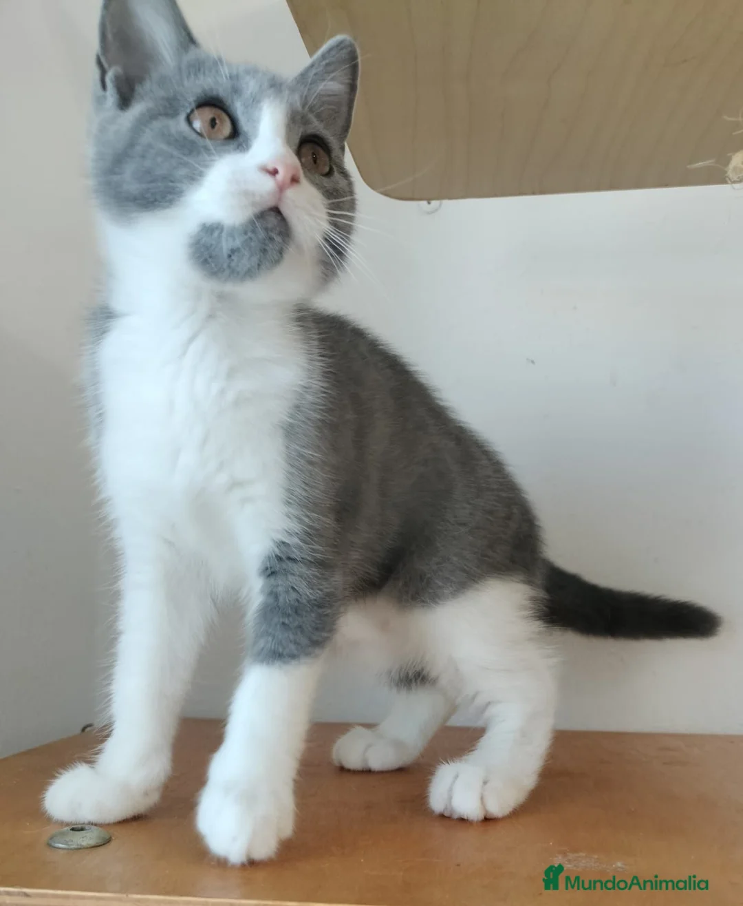 Británico de Pelo Corto gatos en venta: British pelo corto - Anuncio 2