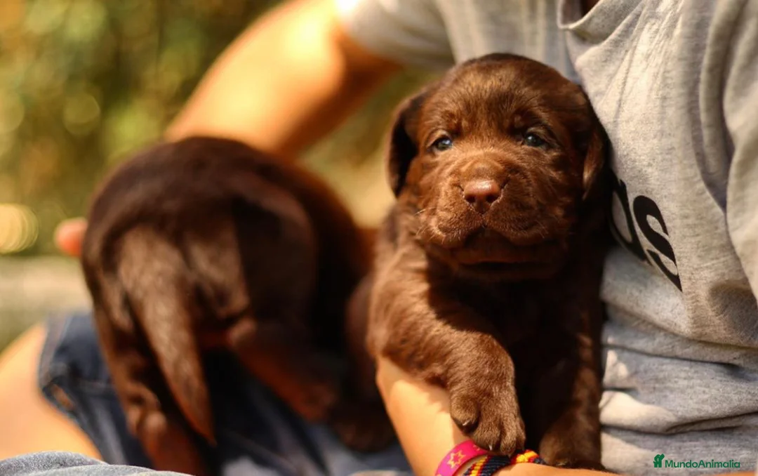 Labrador Retriever perros en venta: Cachorr@s de labrador chocolate en Madrid - Anuncio 2