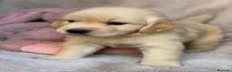 Golden Retriever perros en venta: Preciosa Golden retriever  - Anuncio 3