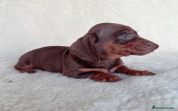 Teckel Miniatura perros en venta: Teckel miniatura varios colores - Imagen 7