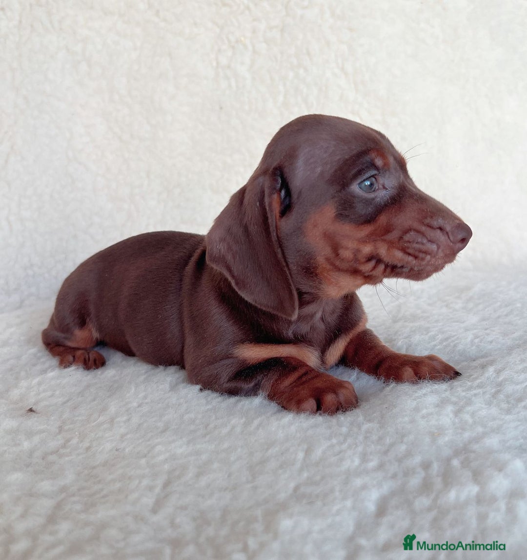 Teckel Miniatura perros en venta: Teckel miniatura varios colores - Imagen 7
