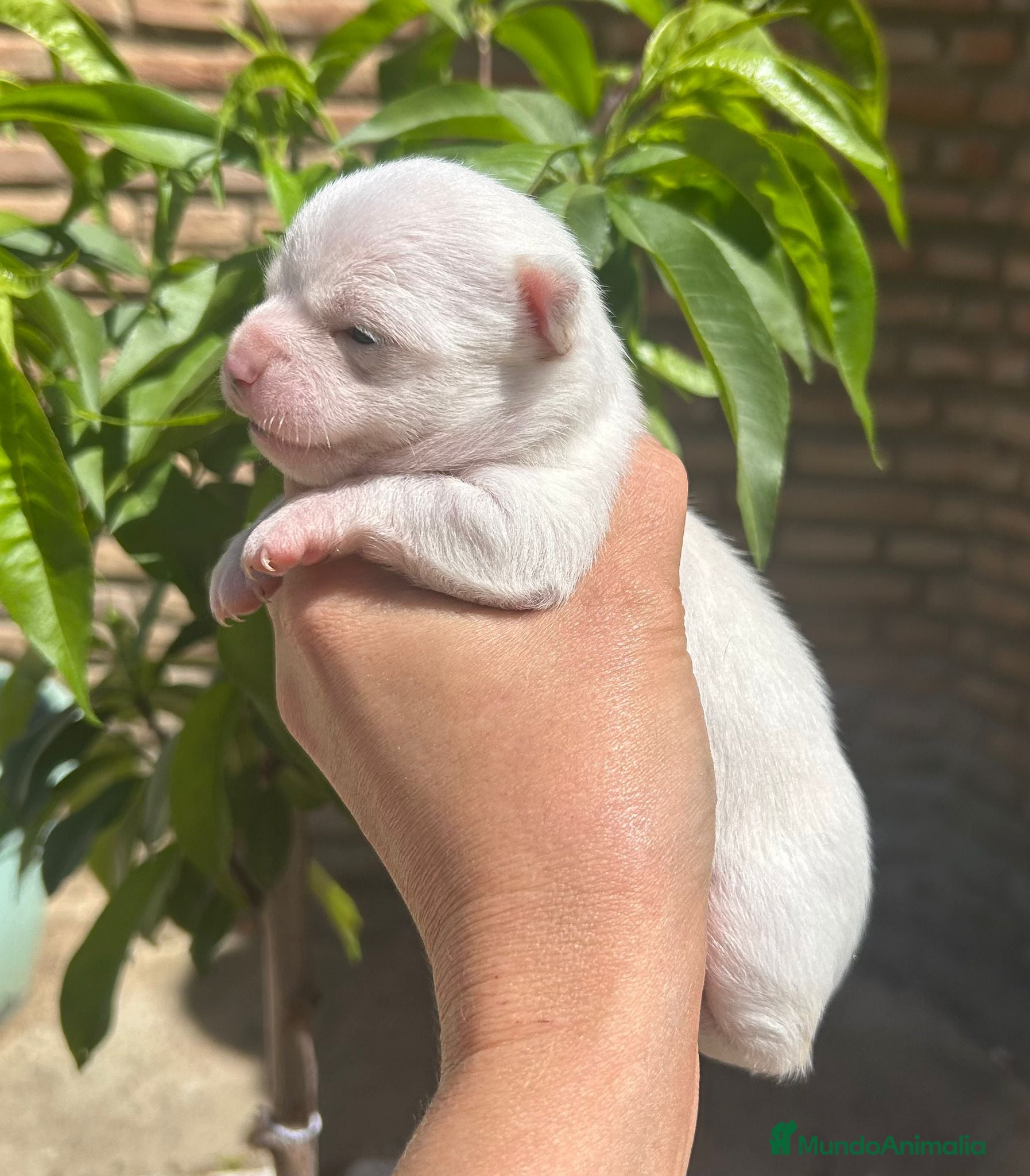 Chihuahua perros Chihuahua  - Anuncio 19