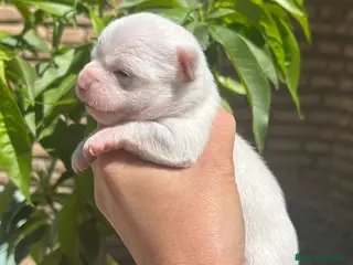 Chihuahua perros Chihuahua - Anuncio 19