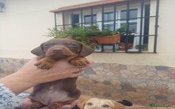 Teckel perros en venta: Hembra kaninchen  - Anuncio 4