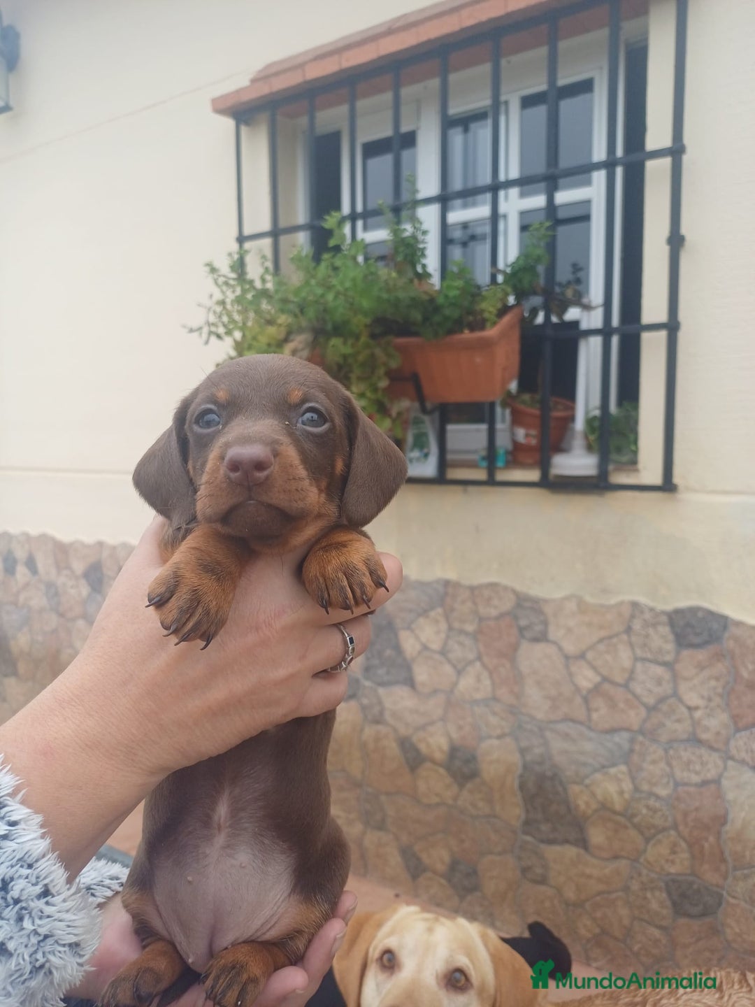 Teckel perros en venta: Hembra kaninchen  - Anuncio 4